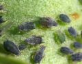 Aphis gossypii
